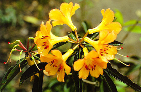 Rhododendron on Mt Kinabalu on island of Borneo. Malaysia.
