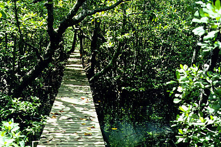 Mangrove swamp along gaya boardwalk in Kota Kinabalu National Park. Malaysia.