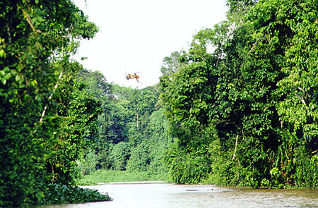 Proboscis monkey leaping river in Sukau. Malaysia.