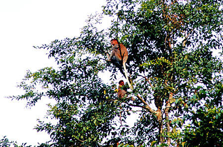 Proboscis monkeys in trees in Sukau, Sabah province. Malaysia.