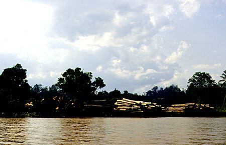 Logging on Kinabatangan River in Sukau. Malaysia.