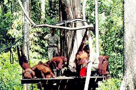 Orangutans being fed at Sepilok orang orphanage, Sabah province. Malaysia.