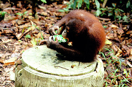Orangutan drinking a can of pop in Sepilok. Malaysia.