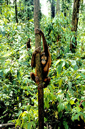 Orangutan climbs a tree in Sepilok, Sabah. Malaysia.