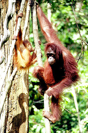 Infant orangutan and mother in the trees in Sepilok on Borneo island. Malaysia.