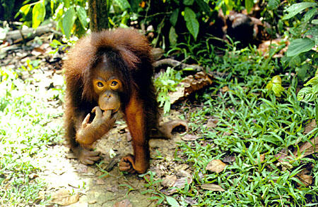 Orangutan in Sepilok. Malaysia.
