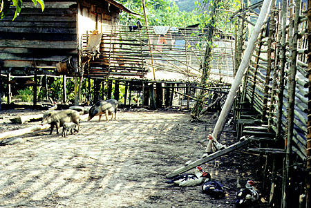 Pigs and fowl at Ugat longhouse in Sarawak. Malaysia.