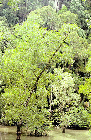 Jungles of Bako National Park in Sarawak. Malaysia.