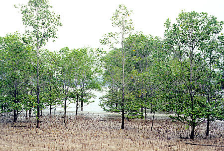 Mangrove swamps in Bako National Park showing breathing roots covering tidal flats in Sarawak. Malaysia.