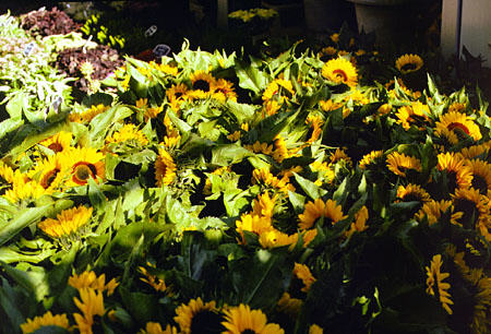 Sunflowers at flower market. Amsterdam, Netherlands.