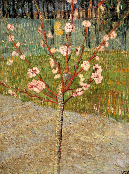 Almond Tree in Bloom painting (1888) by Vincent van Gogh at Rijksmuseum. Amsterdam, NL.