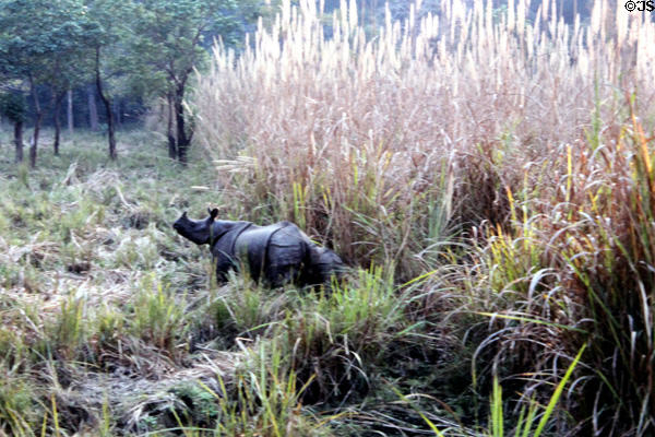 Asian Rhinoceros (<i>Rhinoceros unicornis</i>) with baby at Chitwan National Park. Nepal.