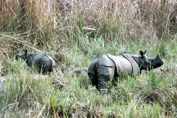 Endangered single-horned Asian Rhinoceros (<i>Rhinoceros unicornis</i>) with offspring in tall grass in Chitwan National Park. Nepal.