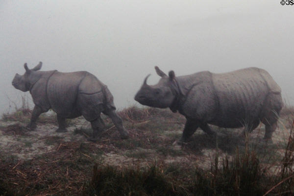 Rhinos walk through fog in Chitwan National Park. Nepal.