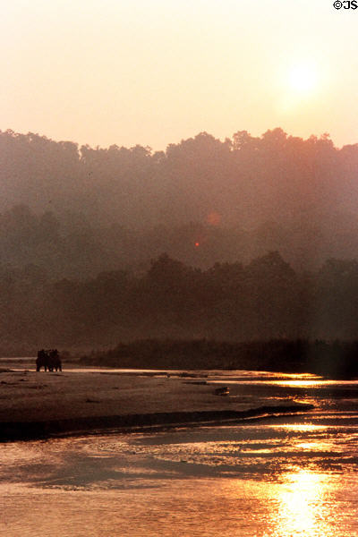 Elephant beside river in Chitwan National Park during sunset. Nepal.