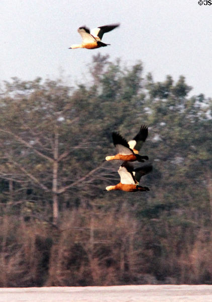 Geese fly above river in Chitwan National Park. Nepal.
