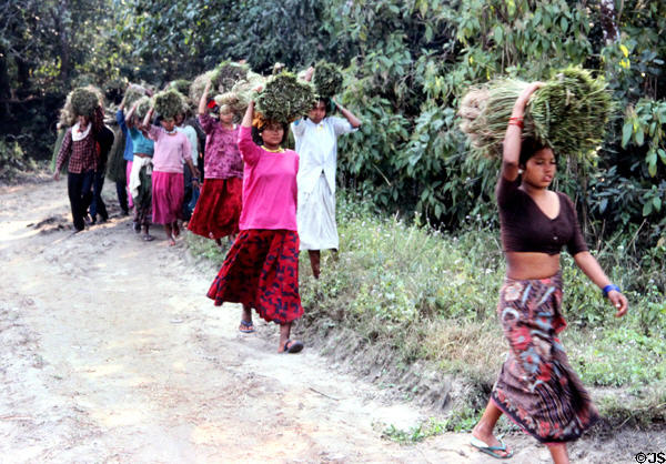 Carrying harvested grass cane in Chitwan National Park. Nepal.