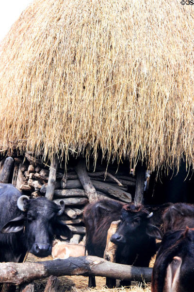 Cows in front of thatched hut in village near Meghauli outside Chitwan National Park. Nepal.