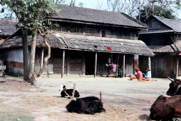 House & courtyard with livestock in village near Meghauli. Nepal.