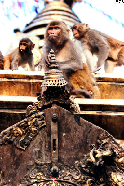 Monkeys climb on Swayambhunath Buddhist Temple in Katmandu. Nepal.