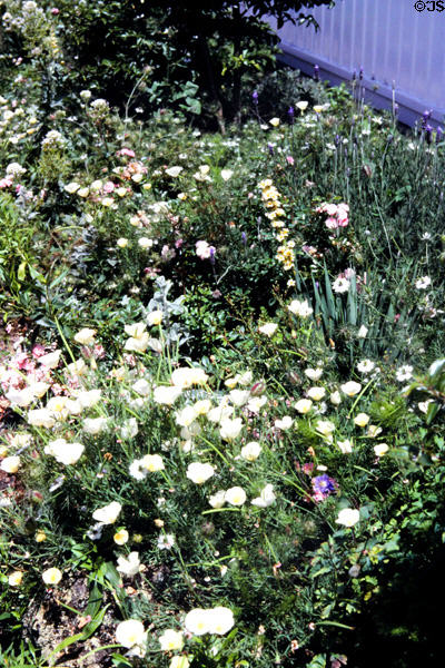 Flower bed in Parnell district. Auckland, New Zealand.
