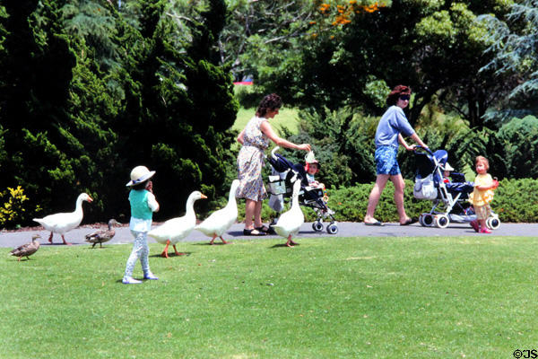 People and geese walking through Western Springs Park. Auckland, New Zealand.