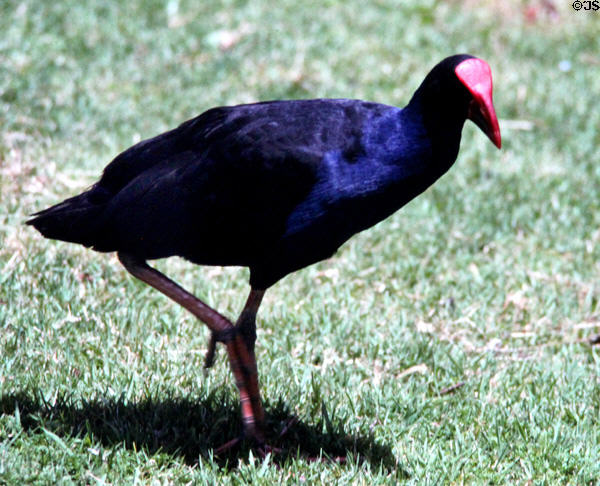 Pukeko (<i>Porphyrio melanotus</i>) native New Zealand bird in Western Springs Park. Auckland, New Zealand.