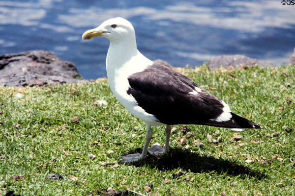 Southern Black-backed Gull (<i>Southern Black-backed Gull</i>) at Western Springs Park. Auckland, New Zealand.