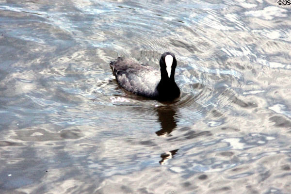 Coot (<i>Fulica atra</i>) paddling through the water. Auckland, New Zealand.