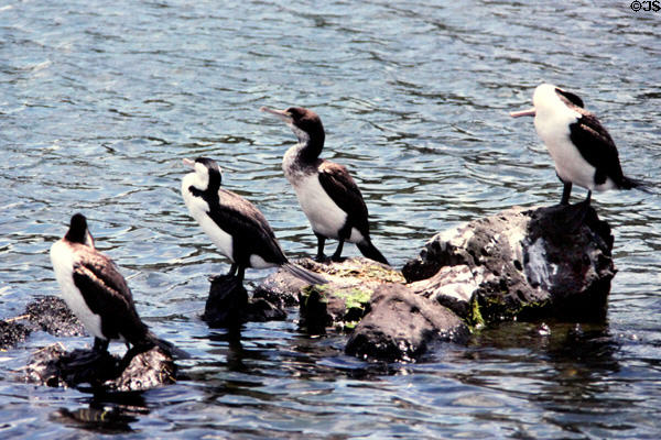 Cormorants (Pied Shags) (<i>Phalacrocorax varius</i>) son rocks at Western Springs Park. Auckland, New Zealand.