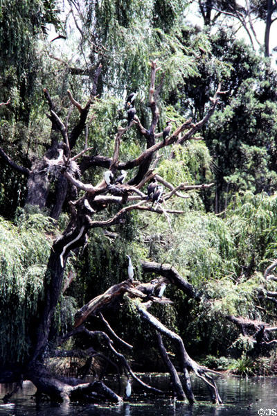 Cormorant nests in trees at Western Springs Park. Auckland, New Zealand.
