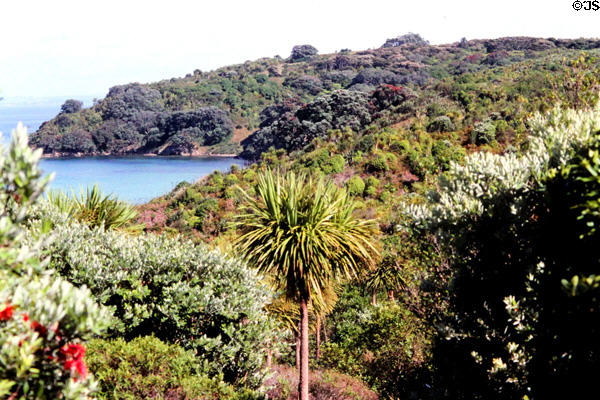 Dense vegetation covers nature sanctuary Tiritiri Matangi. New Zealand.