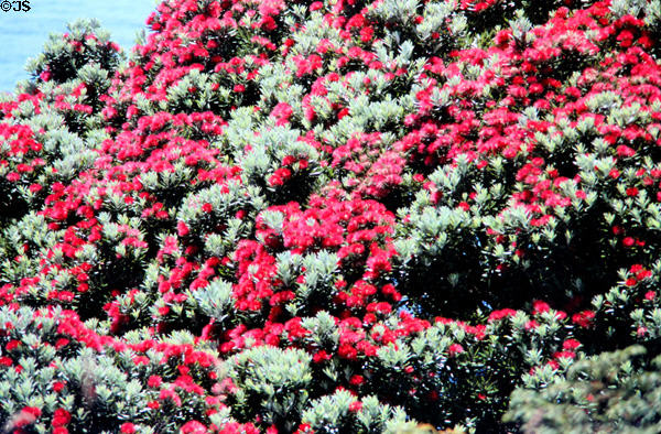 New Zealand Christmas tree on Tiritiri Matangi. New Zealand.