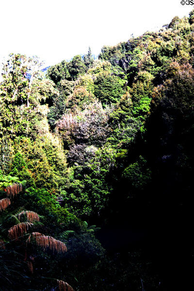 Plant life along road from Papiriki to Raetihi. New Zealand.