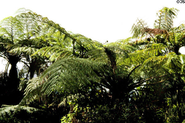 Primitive ferns along Whanganui River Road. New Zealand.