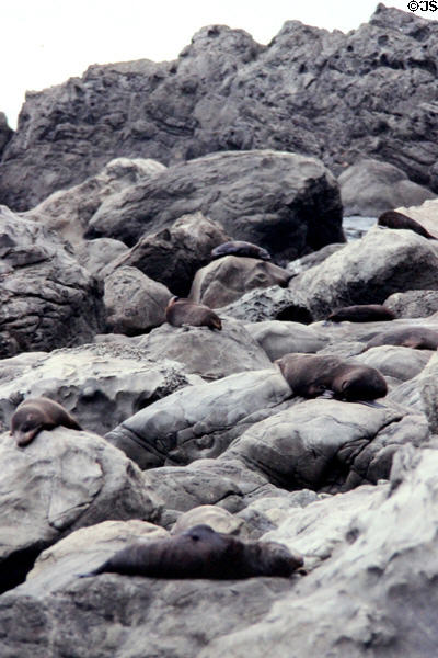 Seals resting on rock north of Kaikoura. New Zealand.