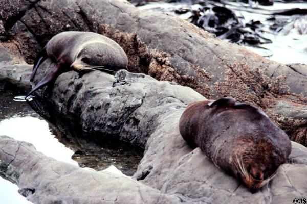 Seals resting on rock north of Kaikoura. New Zealand.