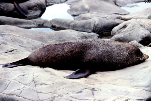 Fur seal sleeping just north of Kaikoura. New Zealand.