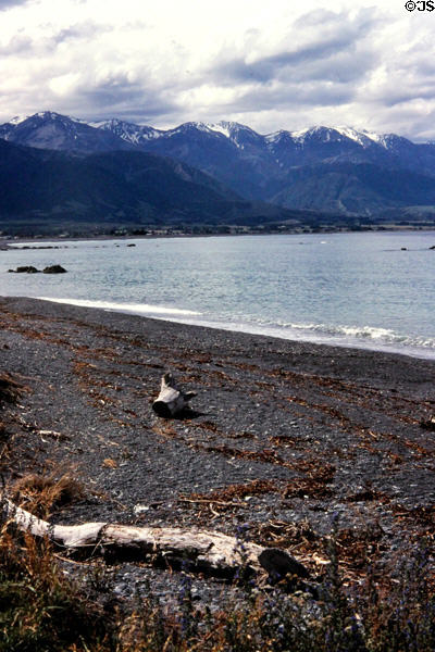 Kaikoura beach and mountains in the distance. New Zealand.