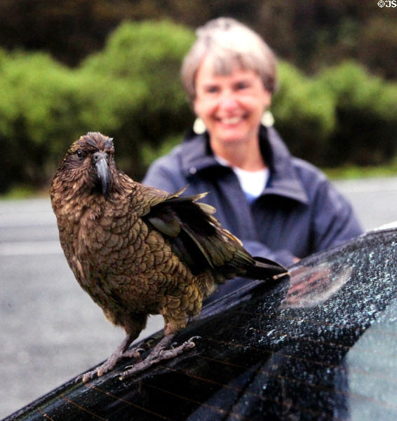 Kea parrot (<i>Nestor notabilis</i>) known for their habit of ripping rubber parts off cars, near Milford Sound. New Zealand.