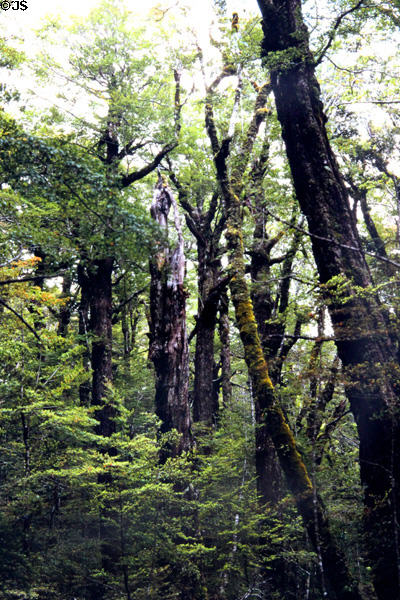Moss covered trees at Lake Duna Nature Walk near Milford Sound. New Zealand.