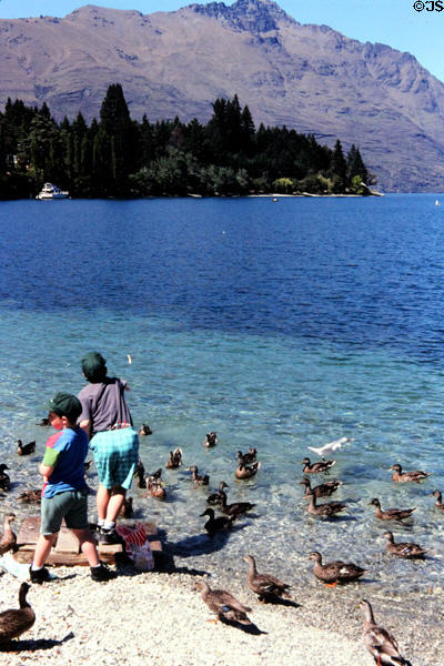 Children play on beaches of Queenstown surrounded by ducks. New Zealand.