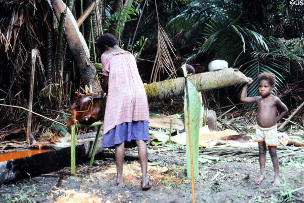 Woman making sago flour while her child looks on in Mendam. Papua New Guinea.