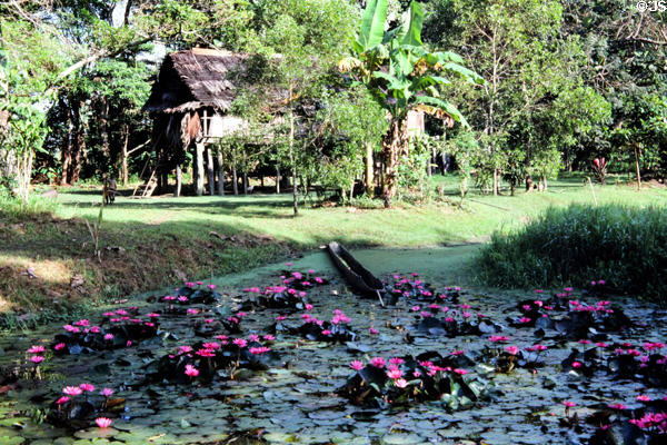 Swamp, flowers, jungle and house in Palembei. Papua New Guinea.