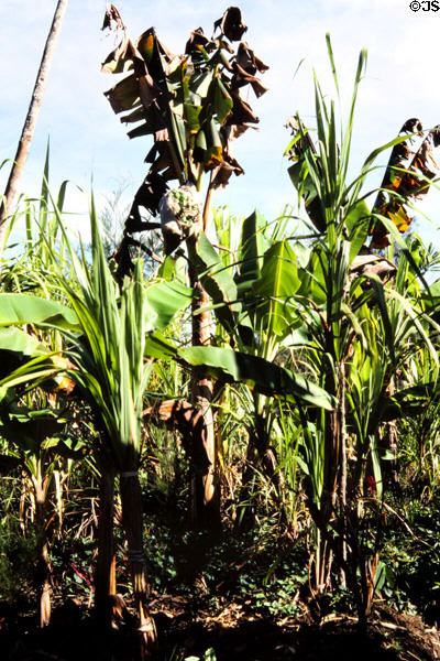 Bananas & sugar cane grown together in highlands of PNG. Papua New Guinea.