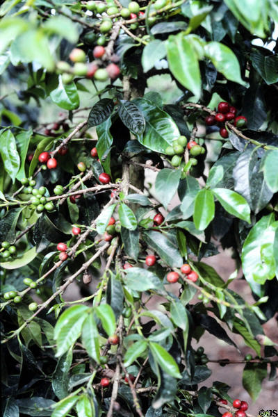 Coffee beans on a plant near Banz. Papua New Guinea.