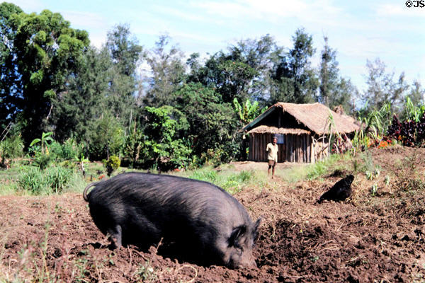 Pig digs in field at Mudmen village. Papua New Guinea.