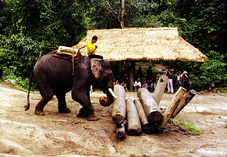 Elephant demonstrating logging methods for tourists near Chiang Mai. Thailand.