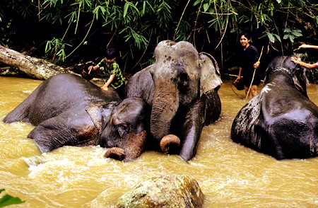 Trio of elephants being bathed by their trainers near Chiang Mai. Thailand.
