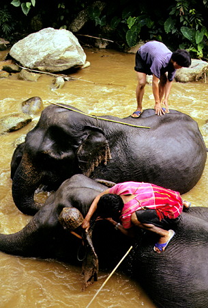 Pair of Asian elephants being washed near Chiang Mai. Thailand.